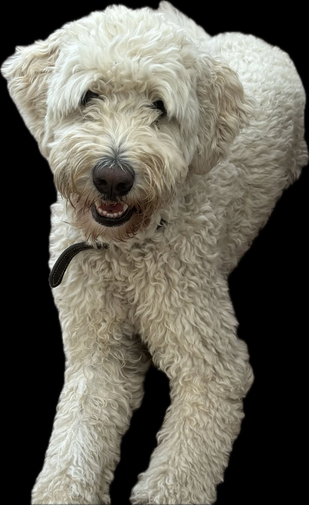 Lost Dog in Halden