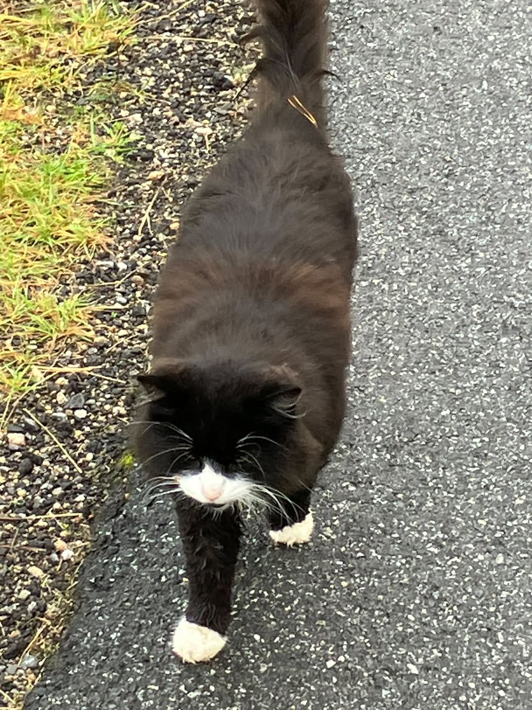 Found cat