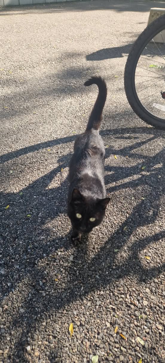Found cat