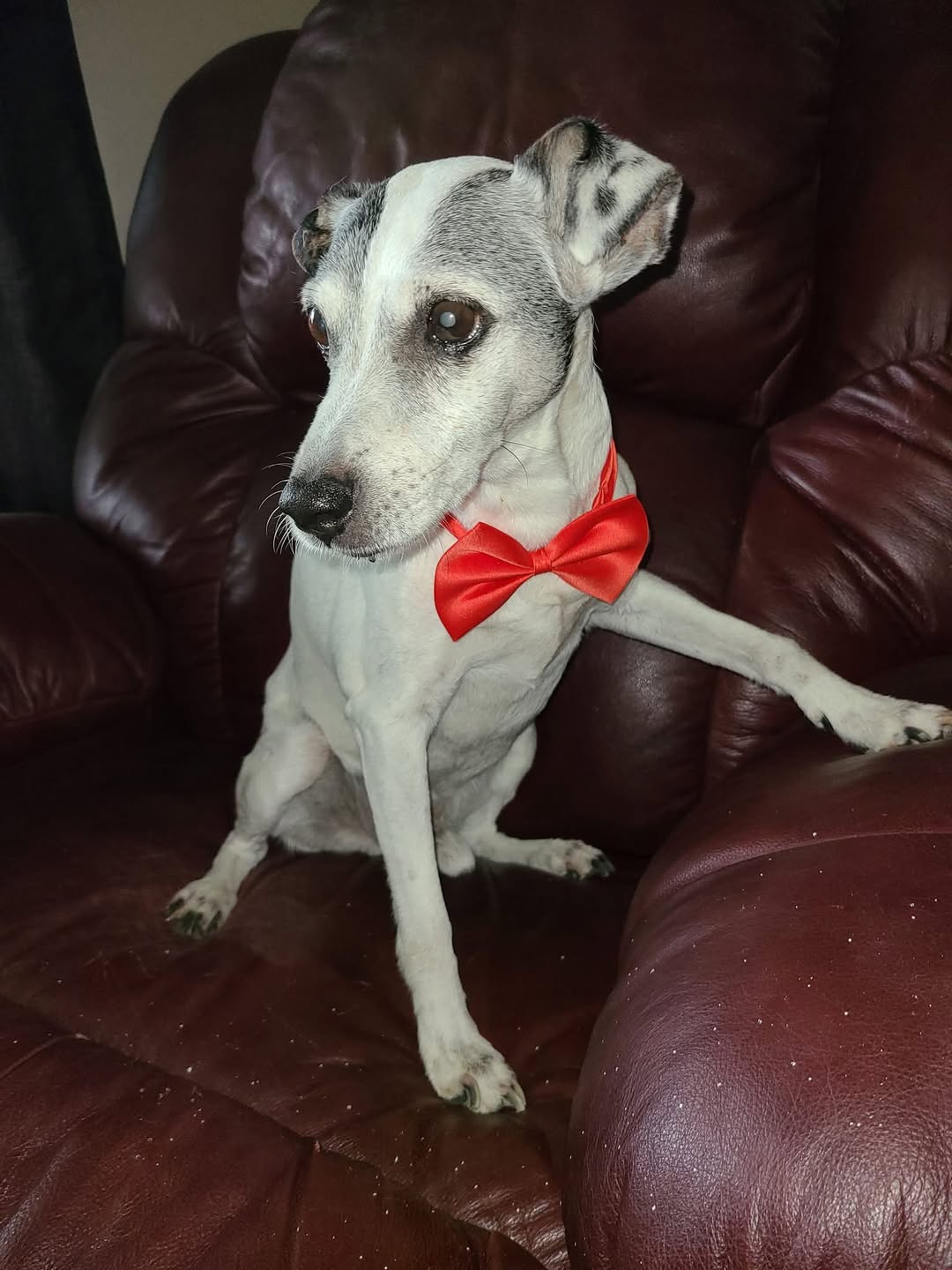Lost dog