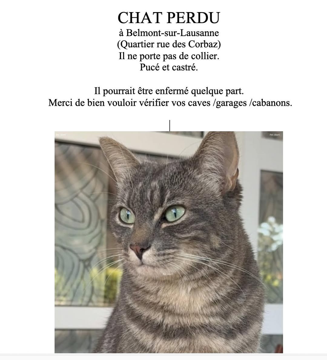 Lost cat