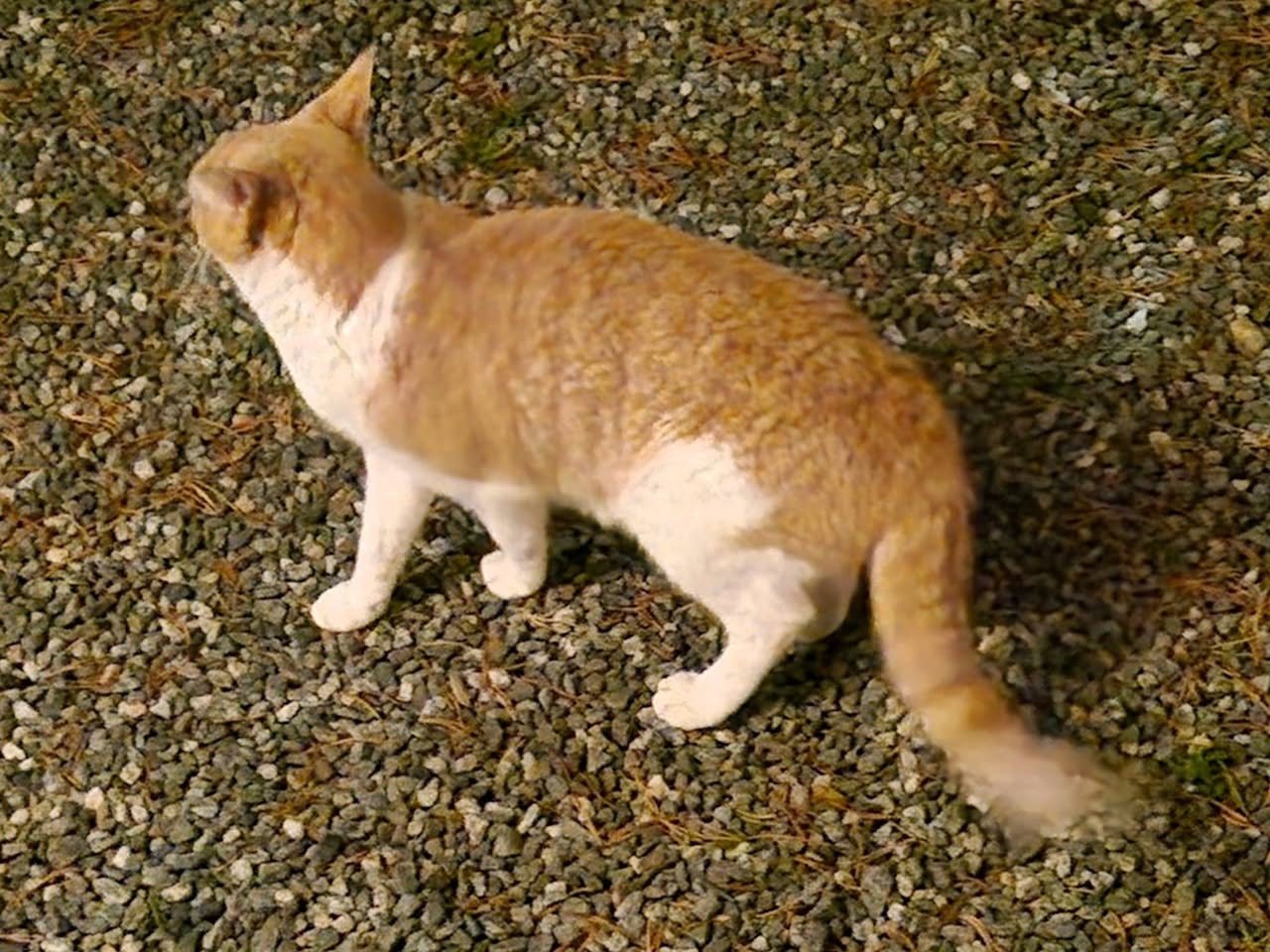 Found cat