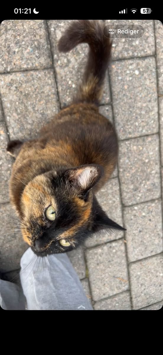 Found cat