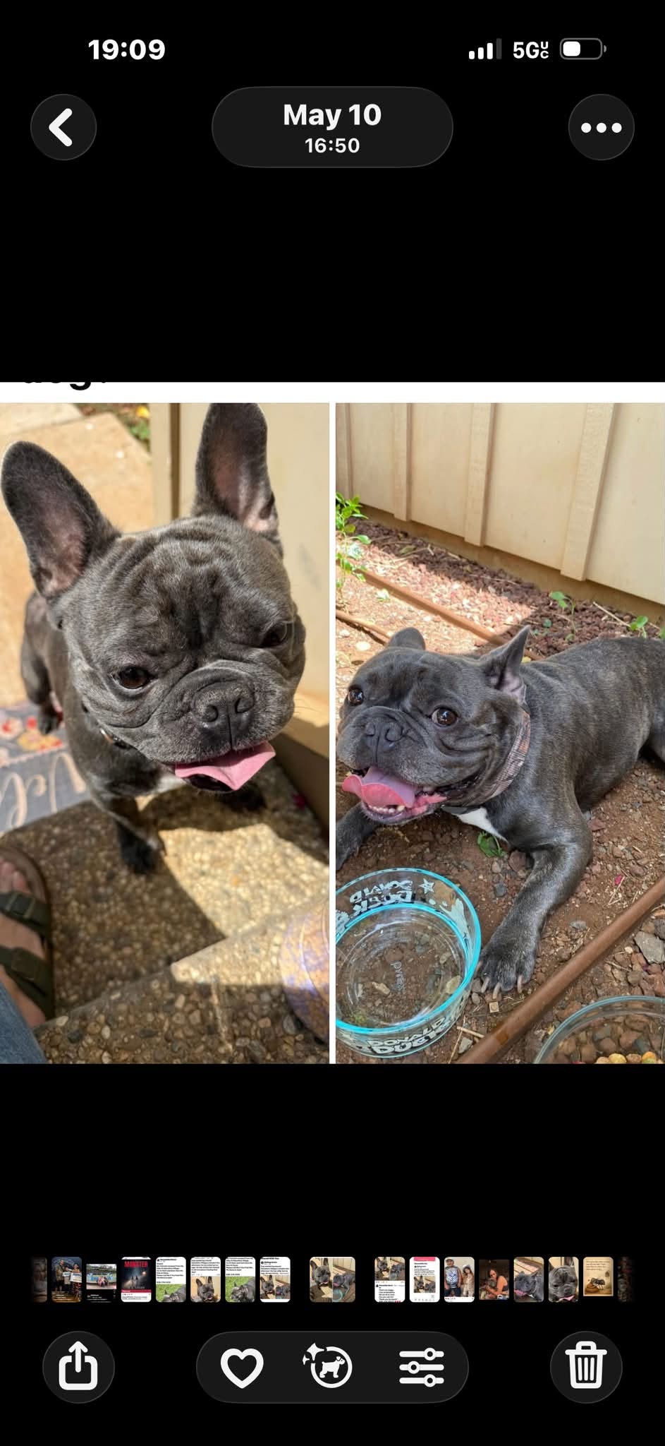 Lost Dog in Maui