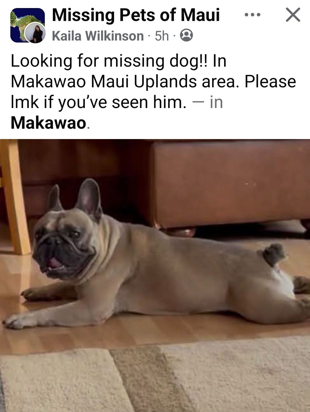 Lost Dog in Makawao