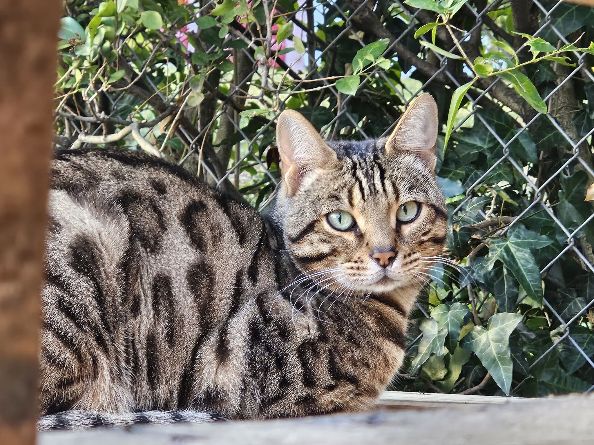 Found cat