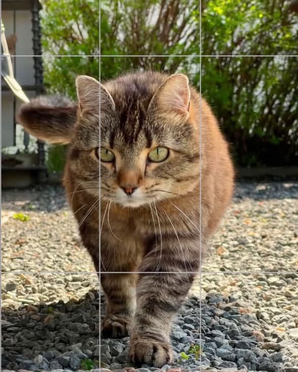 Lost Cat in Fredrikstad