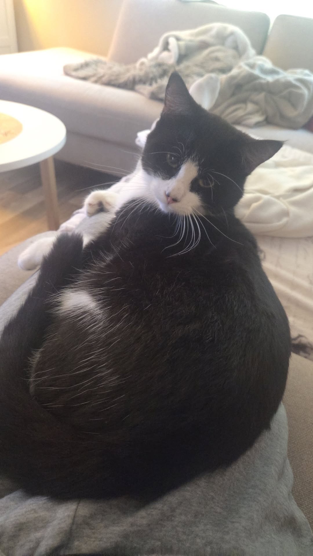 Lost Cat in Fredrikstad