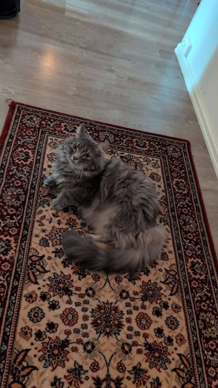 Lost Cat in Fredrikstad