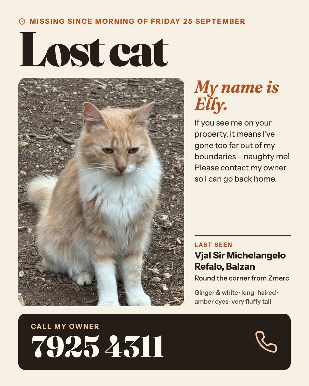 Lost Cat in Balzan