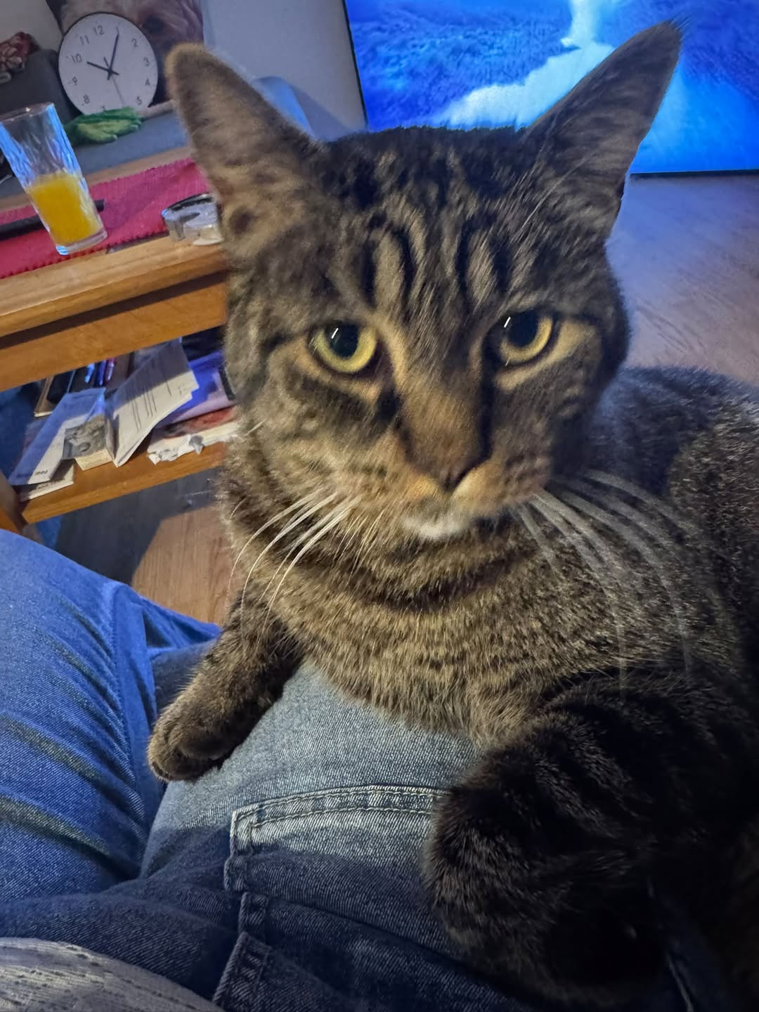 Lost cat