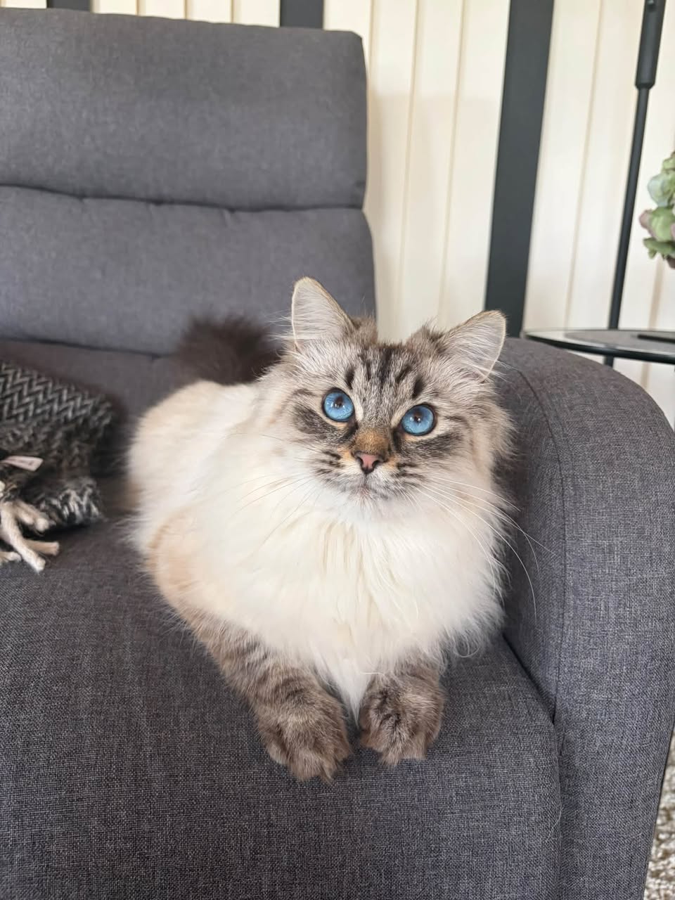 Lost cat