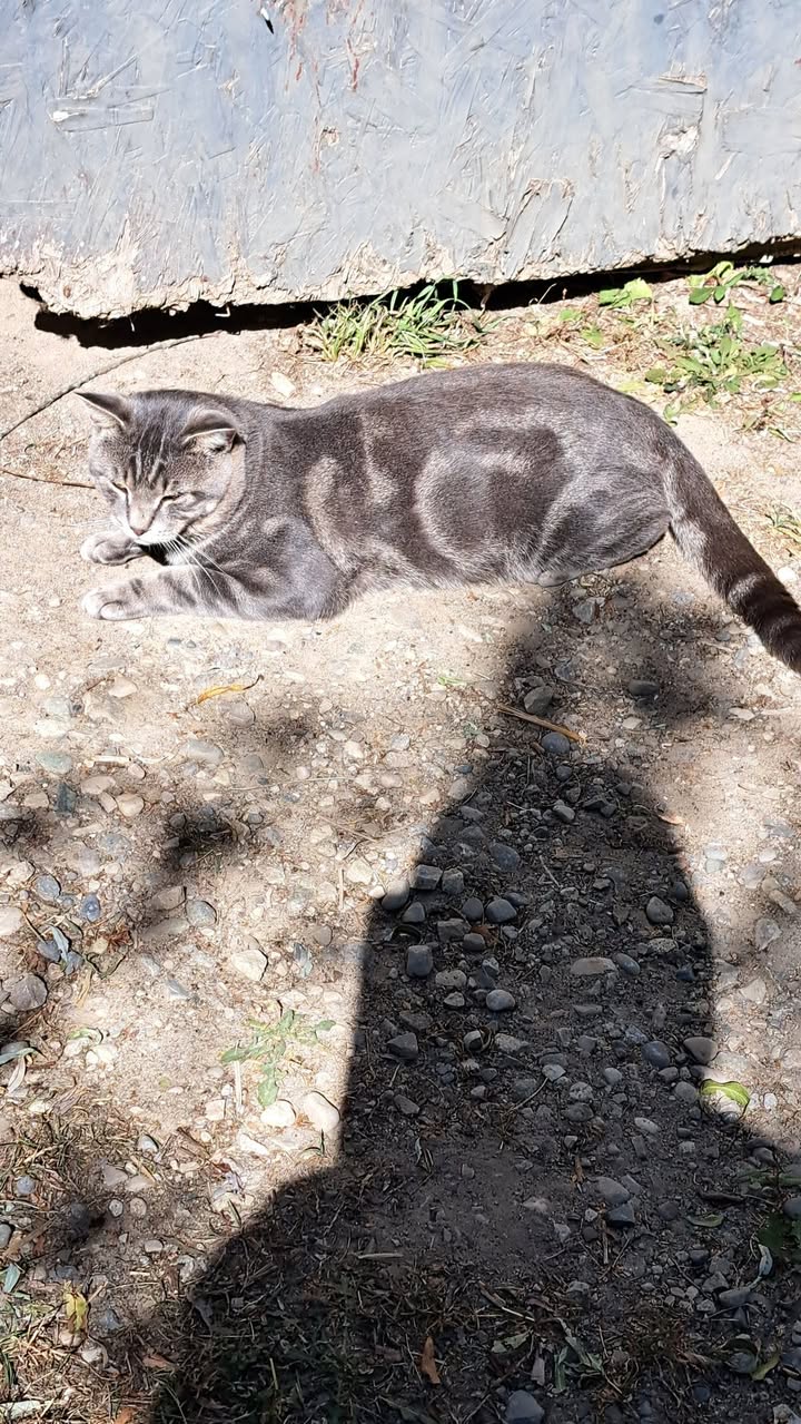 Found cat