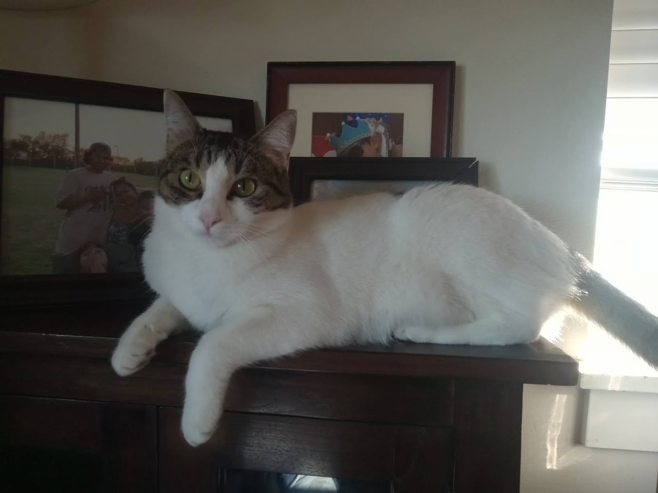 Lost Cat in Kihei