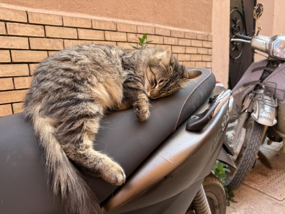 Found Cat in Maui