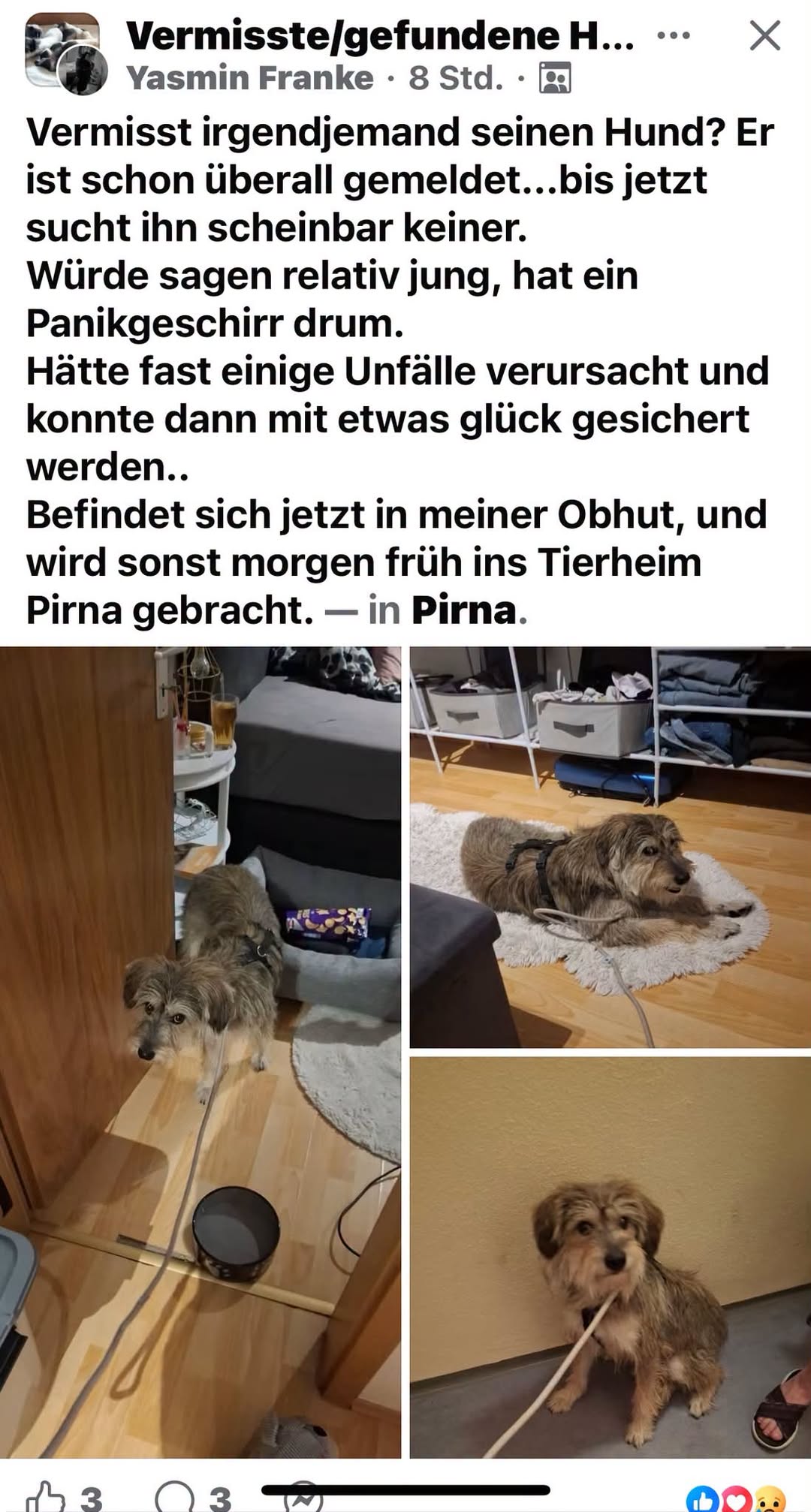Found Dog in Pirna