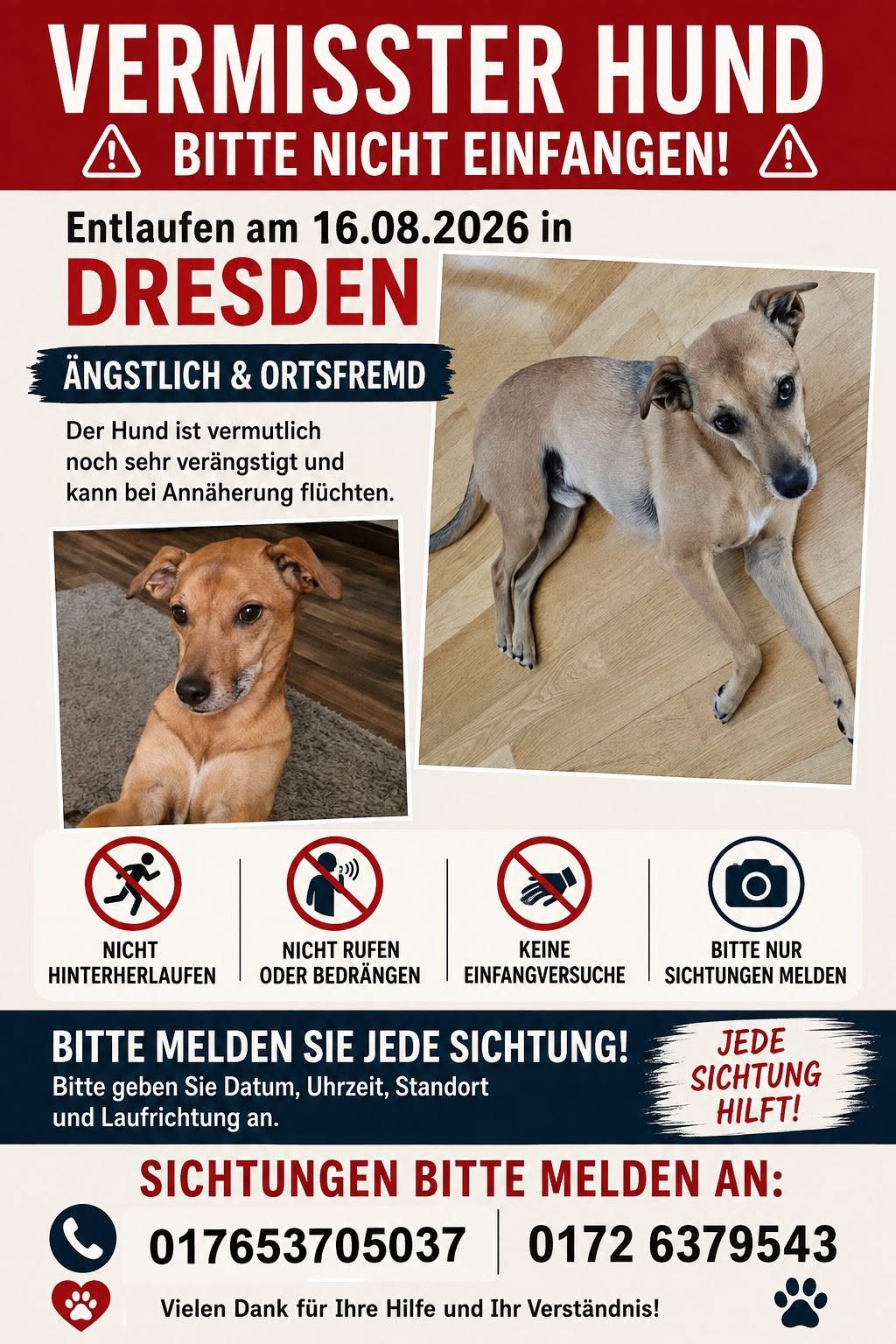 Lost Dog in Dresden
