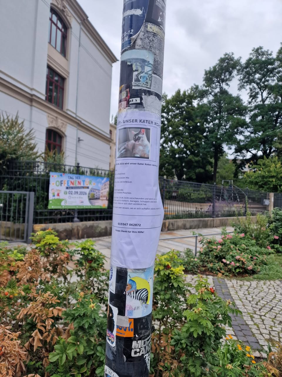 Lost Cat in Dresden