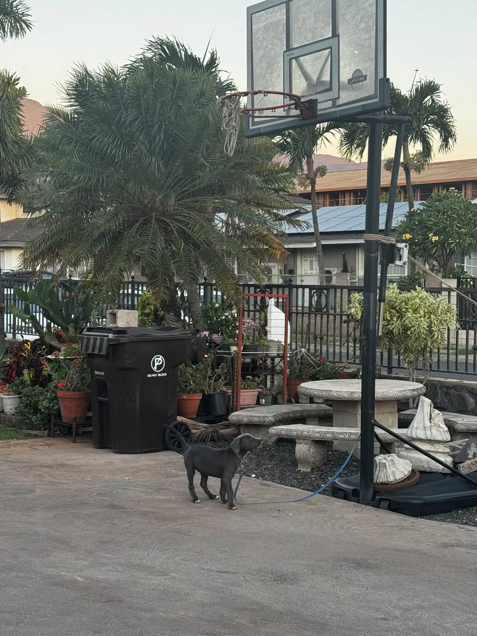Found dog