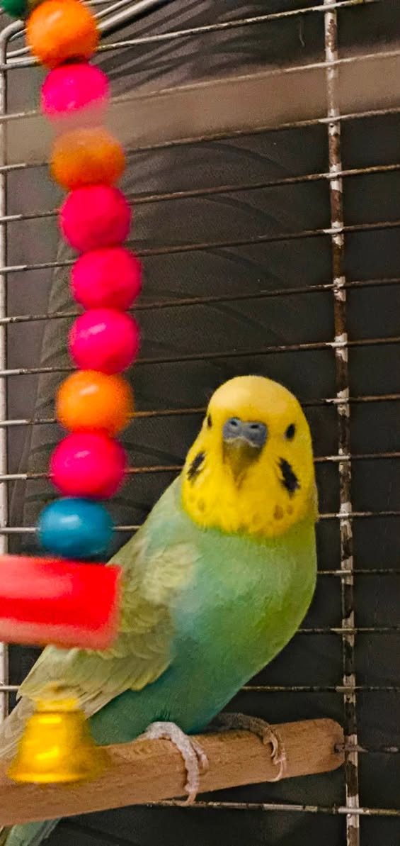 Found Budgie in Dresden