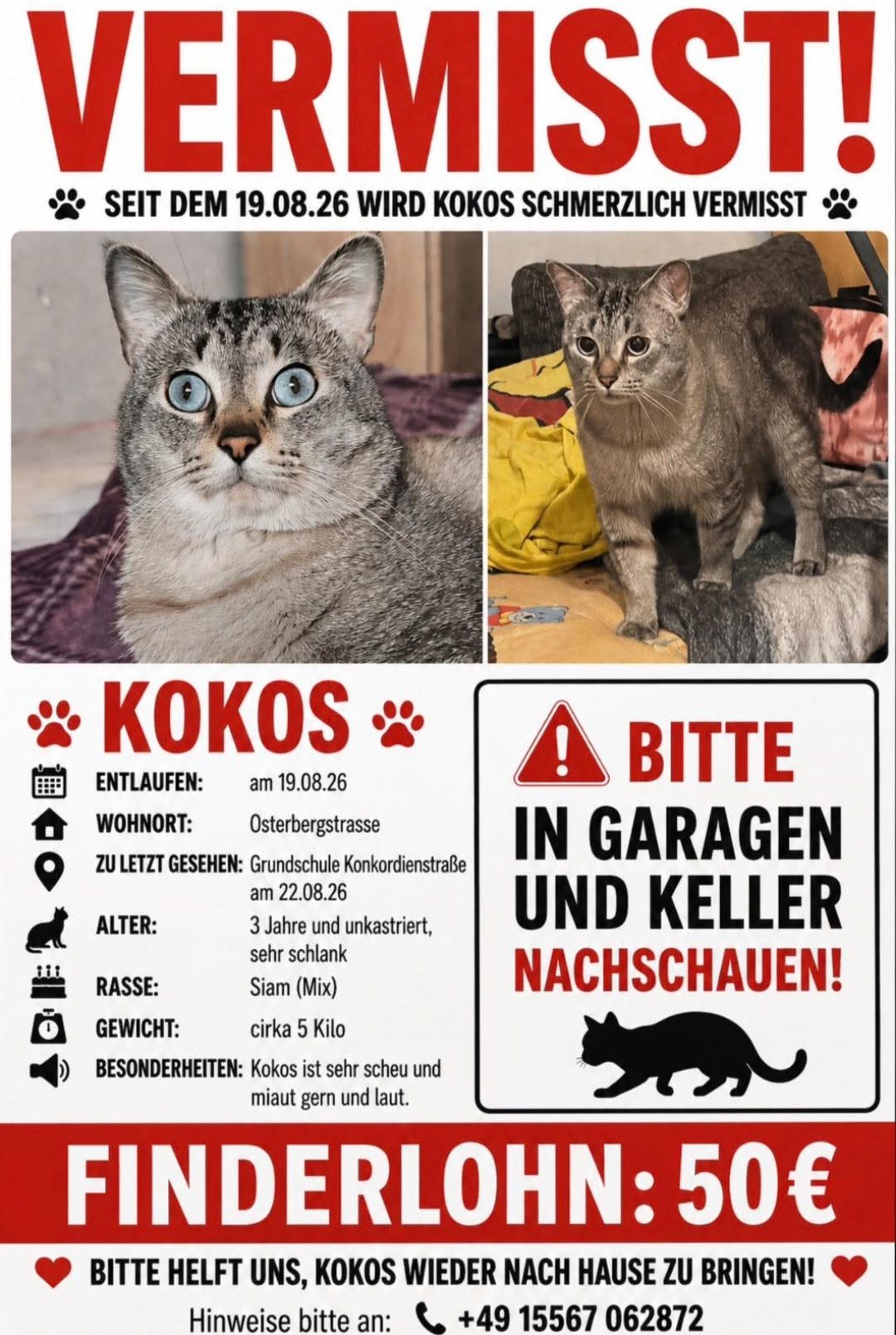 Lost Cat in Dresden