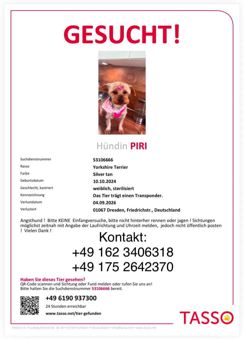 Lost dog