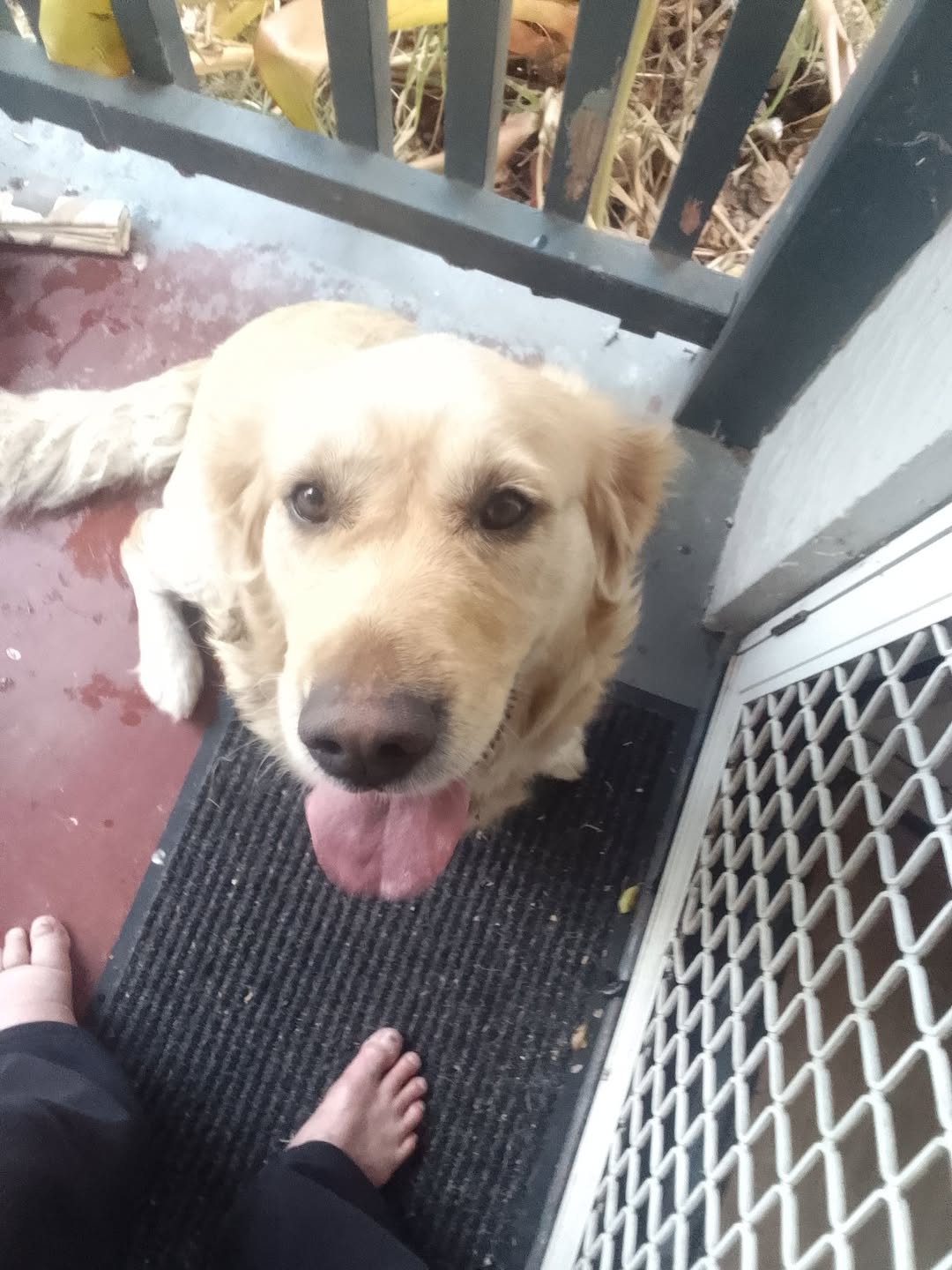 Found dog