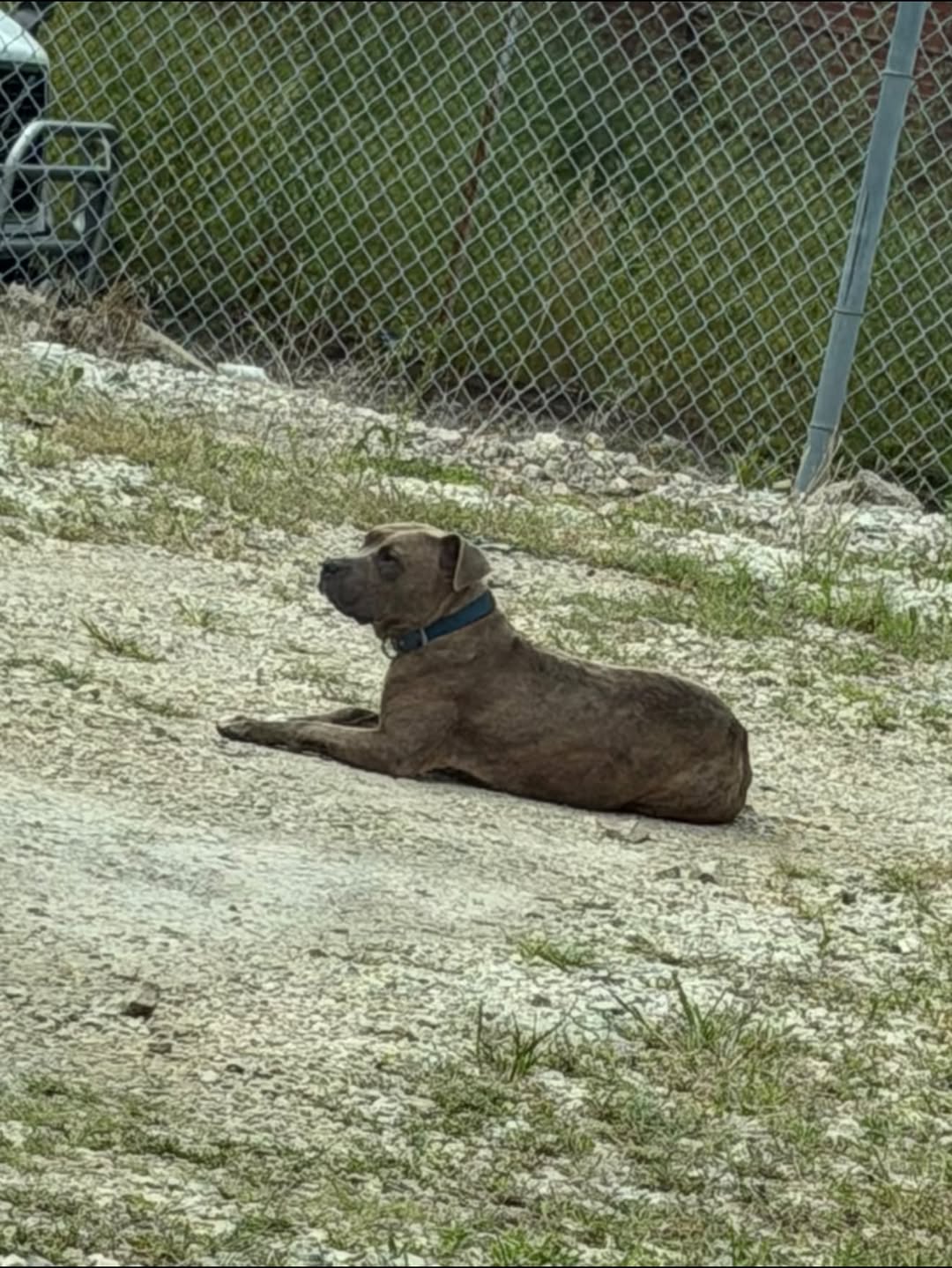 Found dog