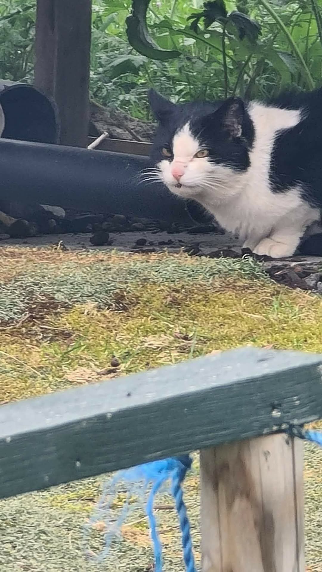 Found Cat in Sortland