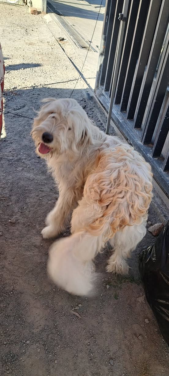 Found Dog in Quito