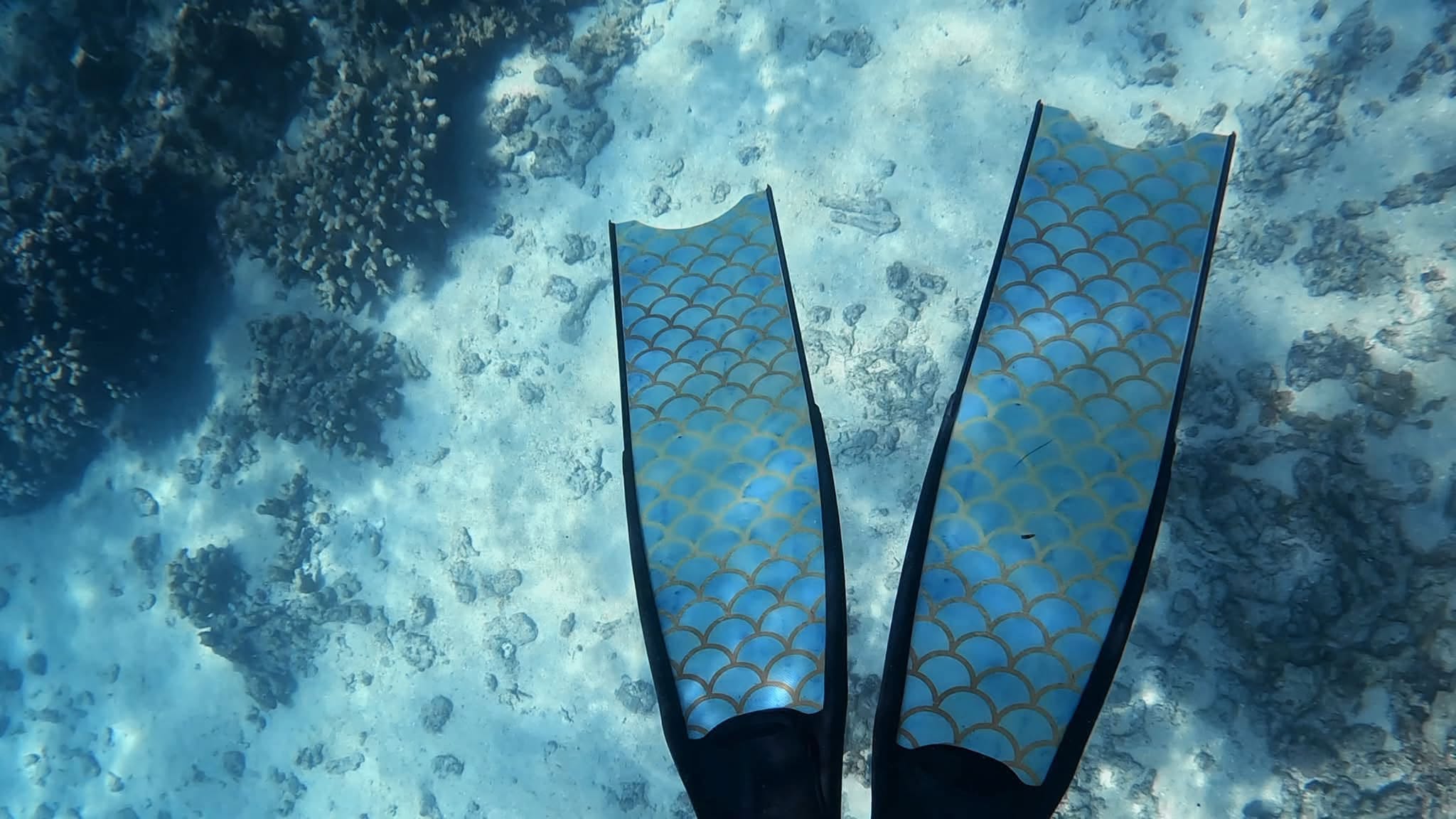 Lost Fins in La Jolla Shores