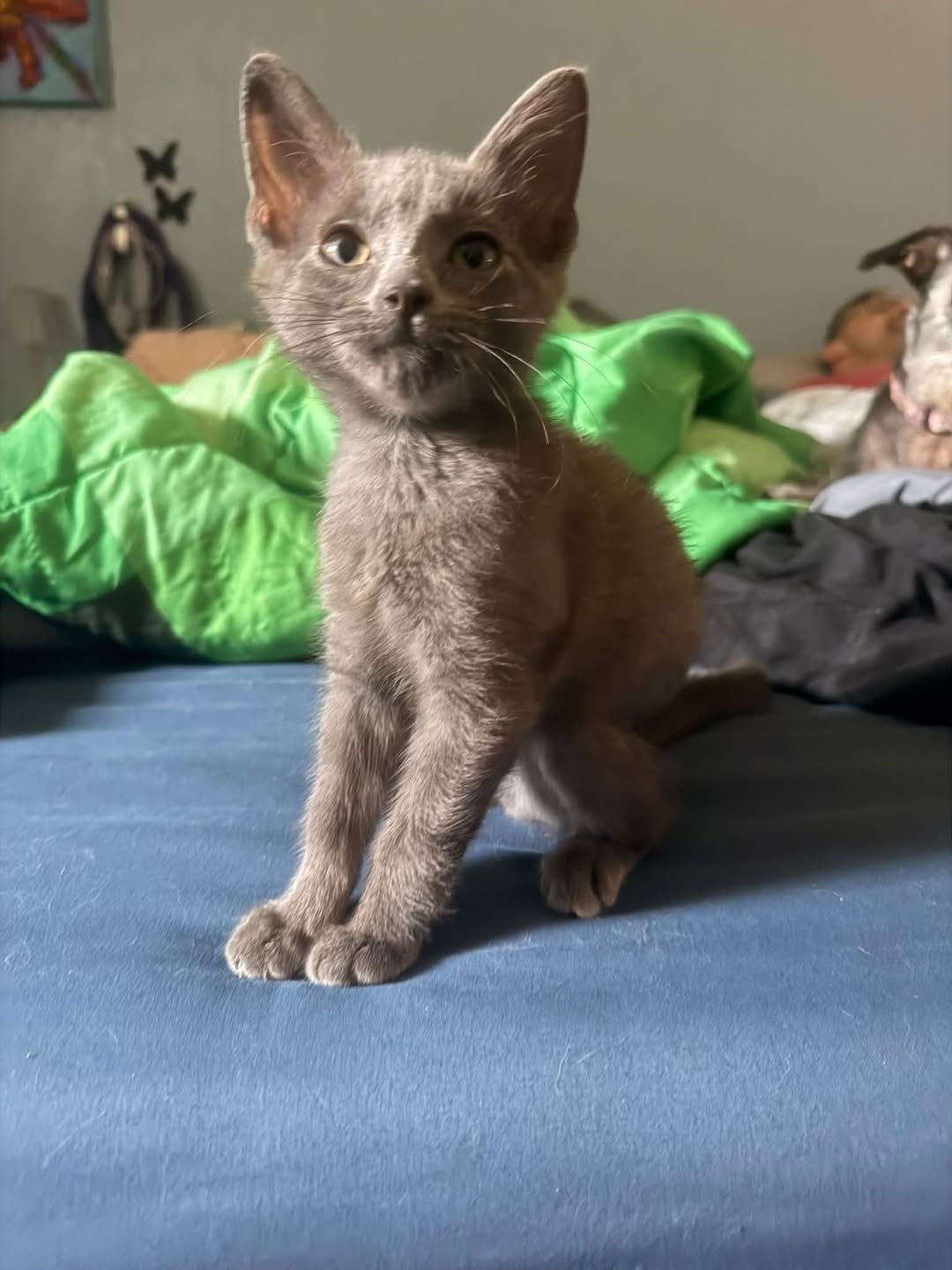 Lost Cat in Wichita