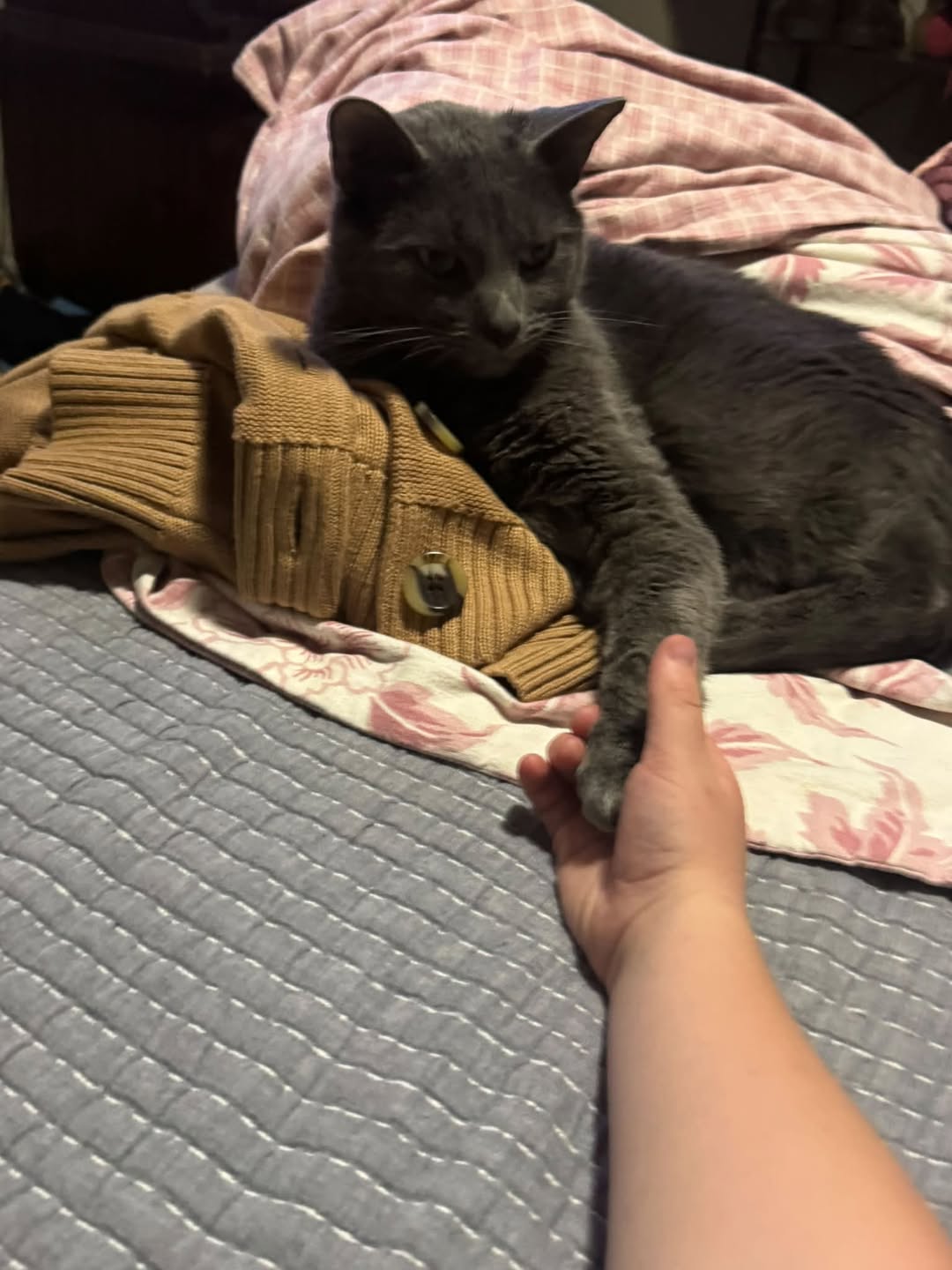 Lost Cat in Wichita