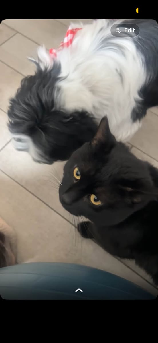 Lost Cat in Wichita