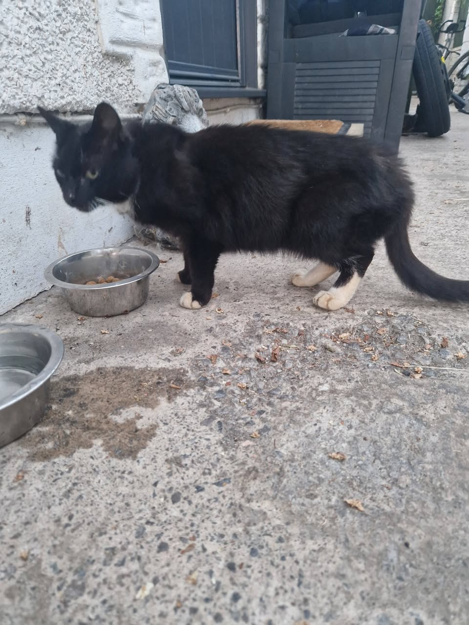 Found cat