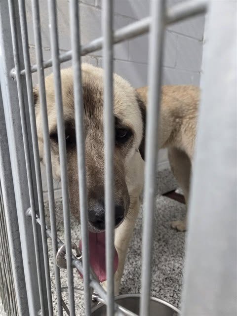 Found dog