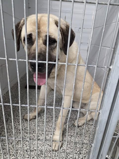 Found dog