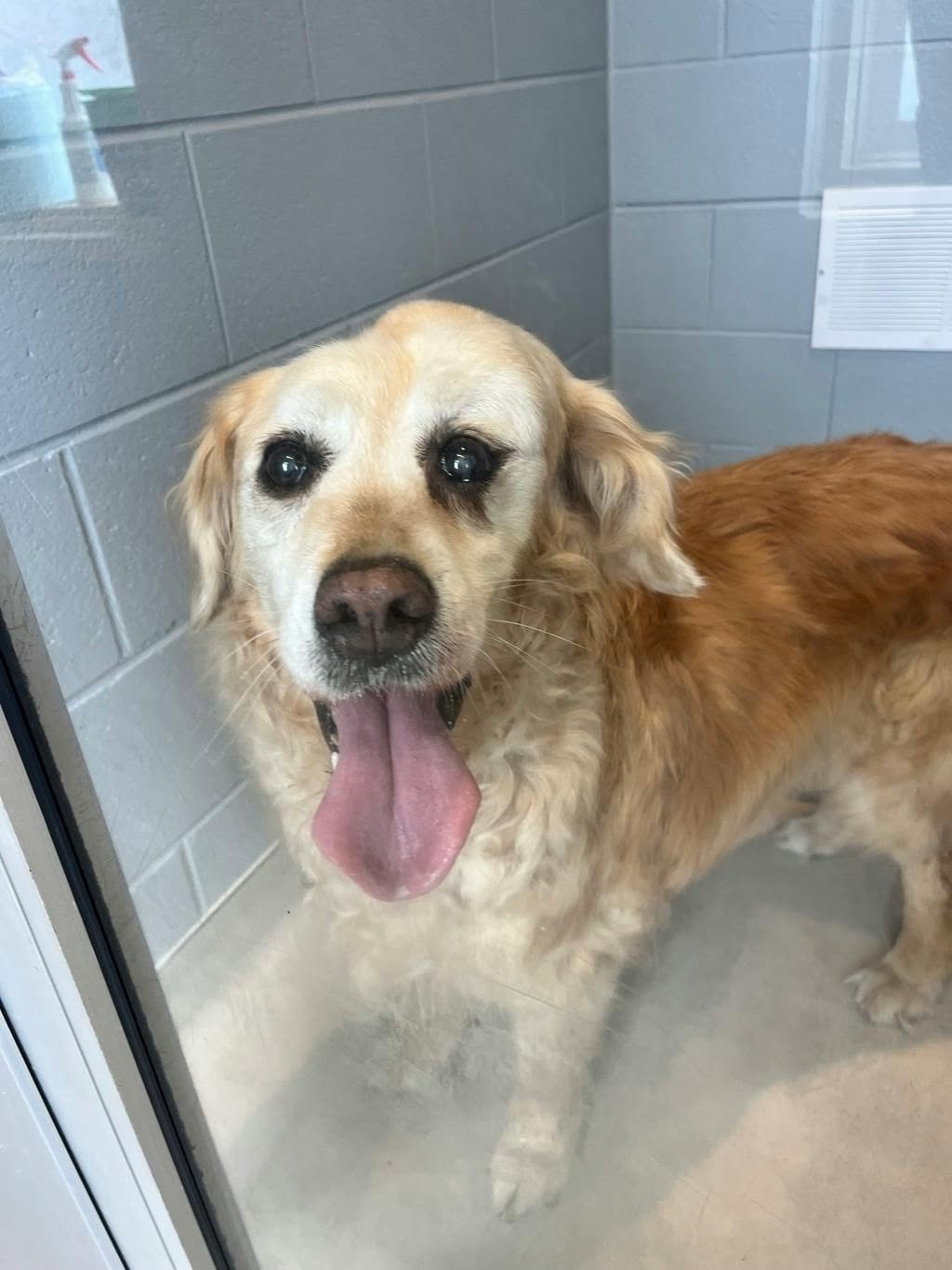 Found dog