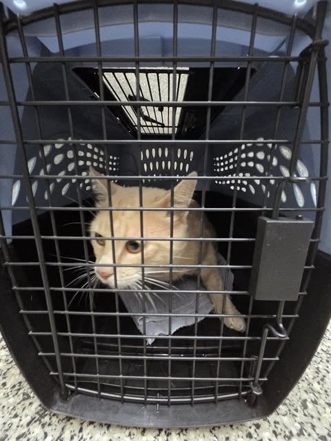 Found cat