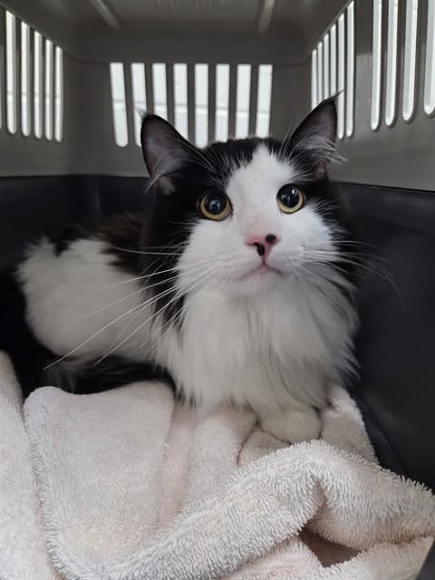 Found cat