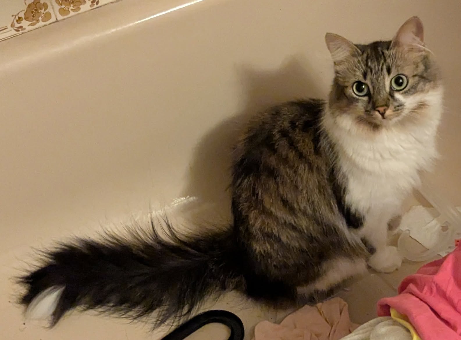 Lost cat