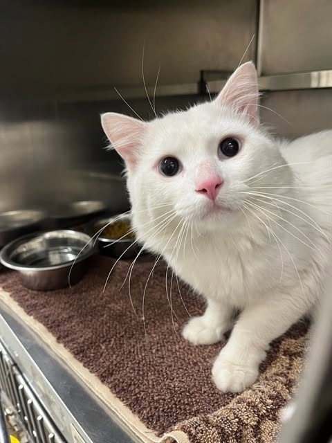 Found cat