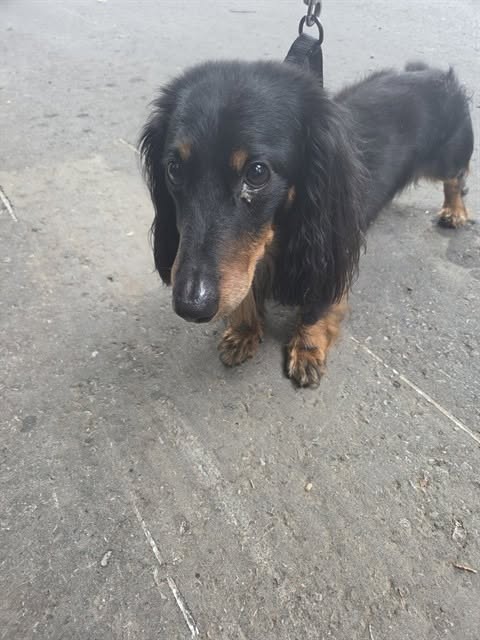 Found dog