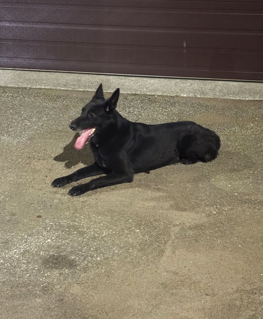 Found dog