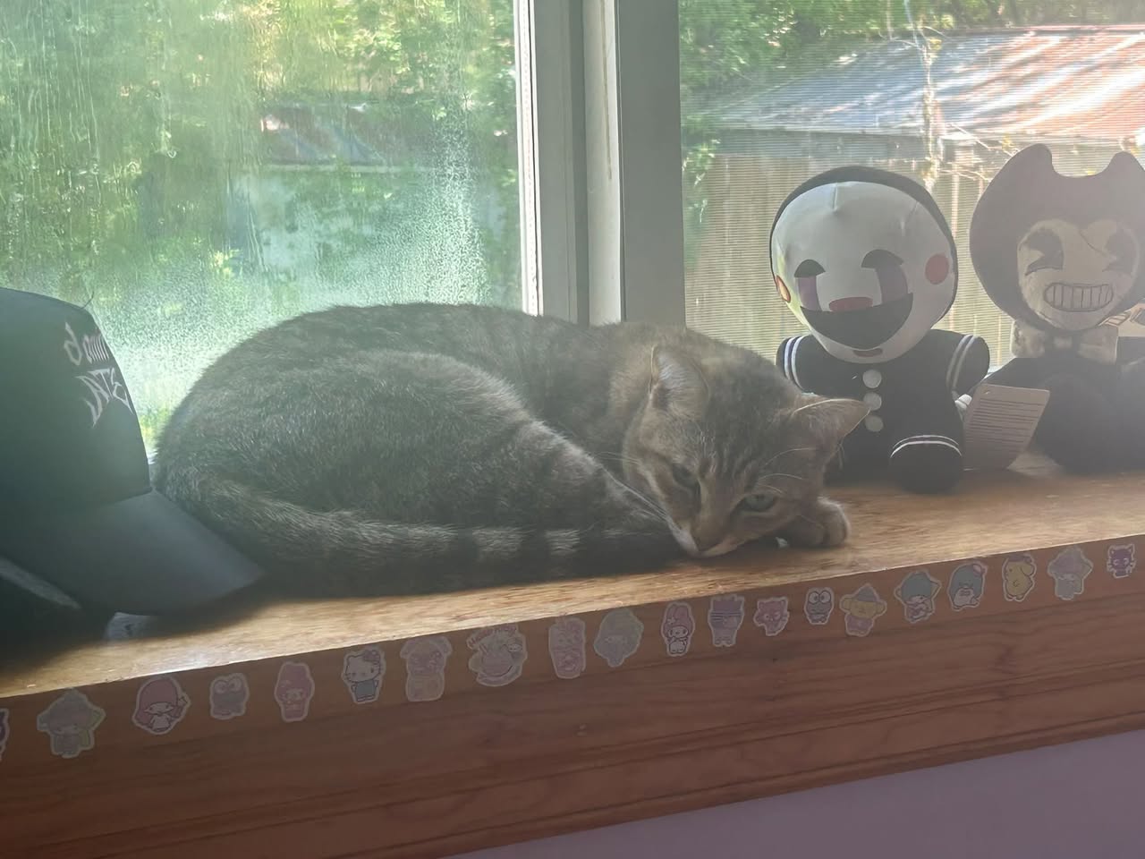 Lost cat