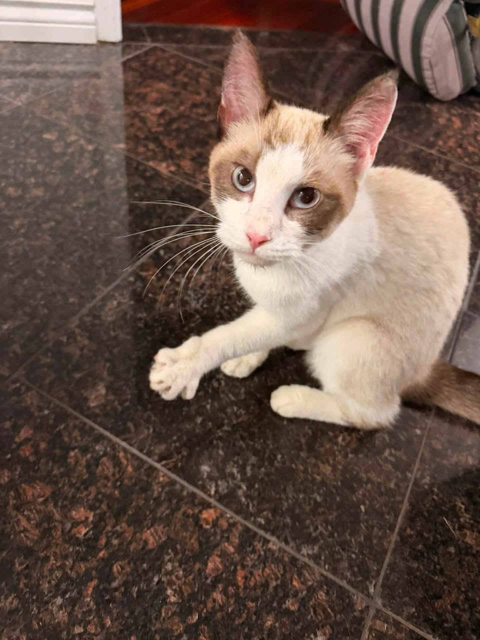 Found cat