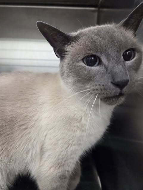 Found cat