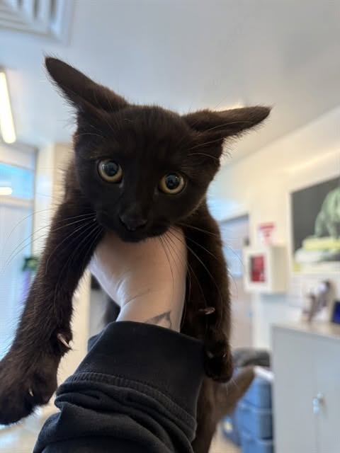 Found cat