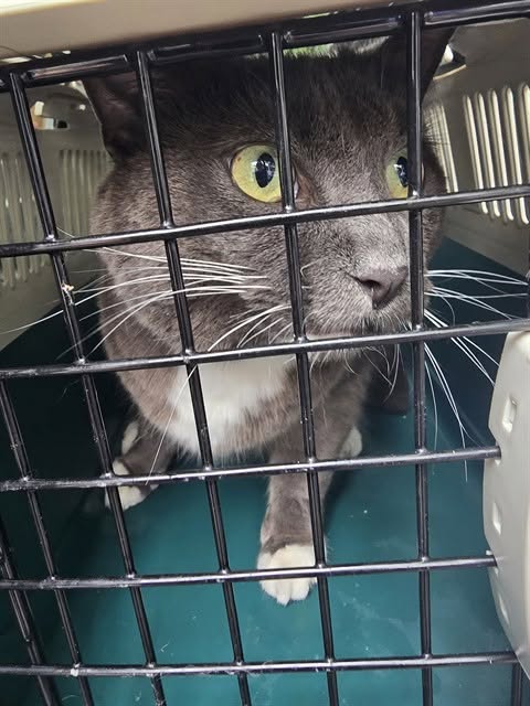 Found cat