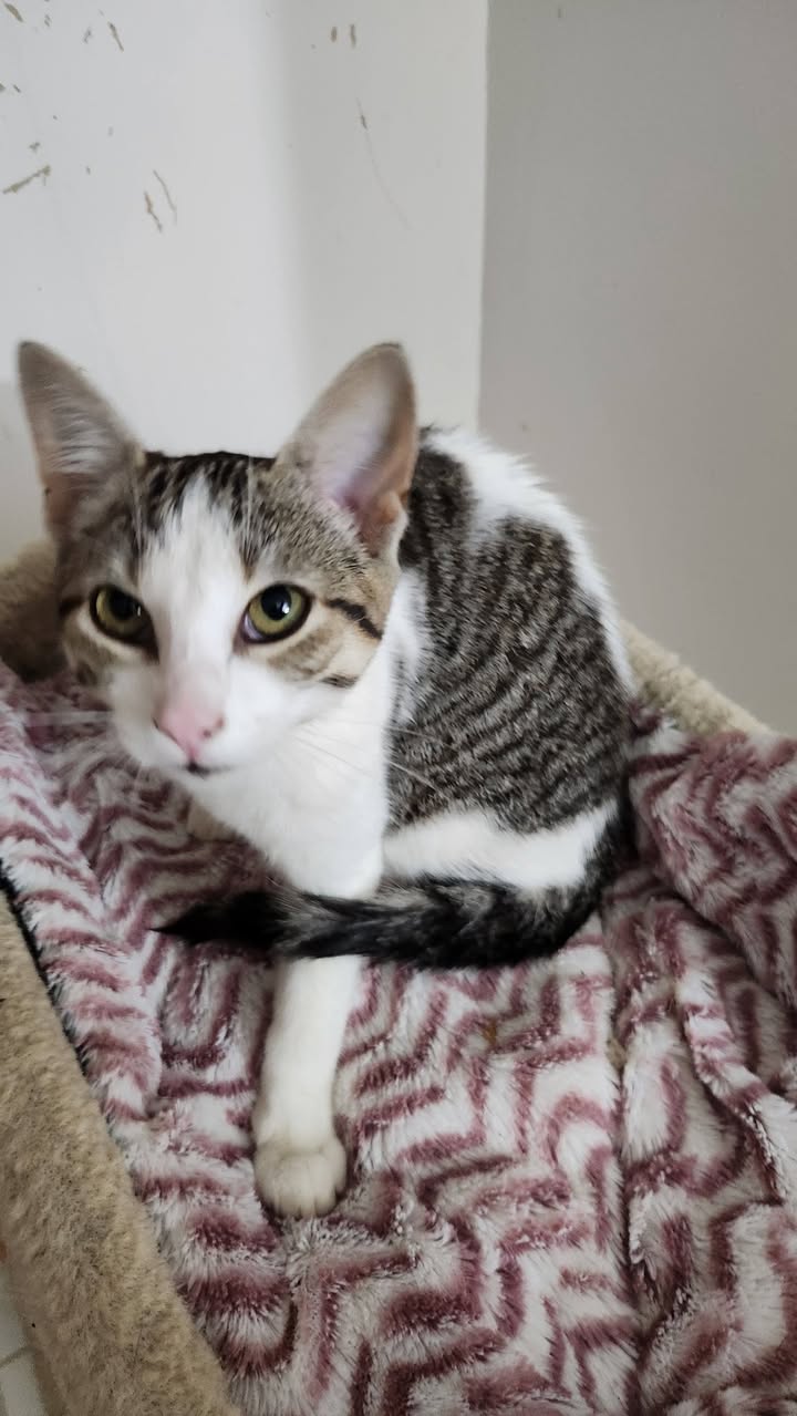 Found cat